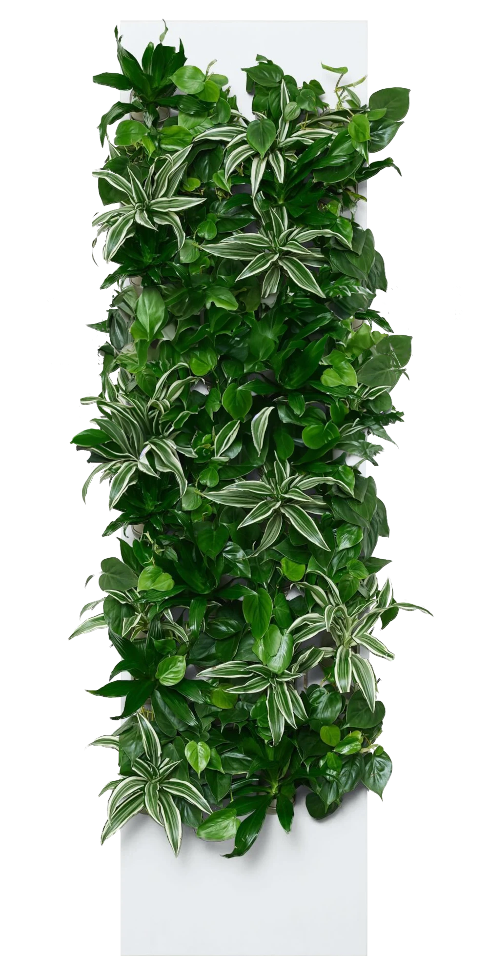 Living wall installation